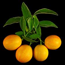 Considered better quality, with a much greater proportion of juicy flesh and a thinner peel. Die Buntlaubige Kumquat Citrus Japonica Centennial Variegated Flora Obscura
