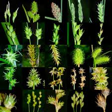 Image result for Carex sp.no.1