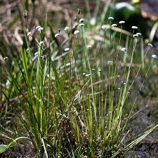Image result for Eriocaulon