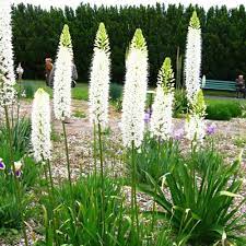 By choosing bulbs that flower at different times during the growing season, you can be sure to alwaysread more. Big Bulbs Amaryllis Cardiocrinum Eremurus Eucomis To Buy Today From Riverside Bulbs