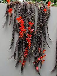 Columnea Gloriosa Is A Perennial Plant Known For The Red Long Tubular Shaped Flowers Appearing Like Leaping Goldfish Plant Unusual Plants Succulent Gardening
