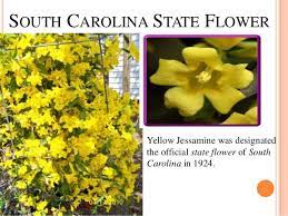 The nectar is also toxic to honey bees. State Map South Carolina 1 A Erivelton
