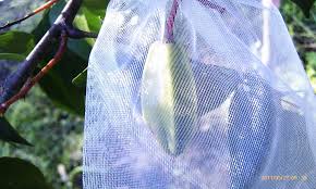 Check spelling or type a new query. Forum Fruit Fly Exclusion Bags