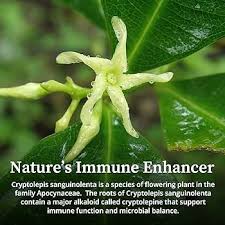 Image result for Cryptolepis