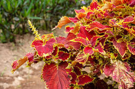 Image result for Coleus