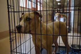View the calhoun county animal shelter location in st matthews, sc. Collin County Animal Services Remains At Max Capacity Despite Nearly 40 Adoptions Community Impact