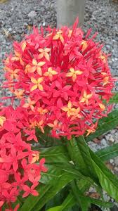 Maybe you would like to learn more about one of these? Bunga Jarum Besar Cantik Bunga Bila Kebun Tepi Rumah Facebook