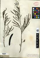 Image result for Elephantorrhiza elephantina