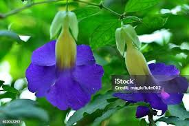 Image result for Thunbergia vogeliana