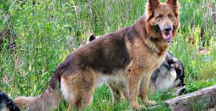 We did not find results for: Isabella German Shepherd What Is The Name And Dna Guide
