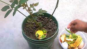 Check spelling or type a new query. How To Use Organic Fertilizer For Any Plants Best Homemade Fertilizer Youtube