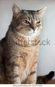 Portrait Cute Grumpy Gray Tabby Cat Stock Photo 174717554 | Shutterstock