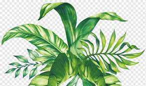 Swiss Cheese Plant Png Images Pngwing Cactaceae watercolor painting succulent plant euclidean , hand painted watercolor flowers, green plants cactus, green and pink cactus png clipart. swiss cheese plant png images pngwing