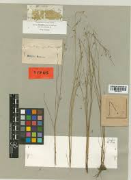 Image result for Rhynchospora gracillima