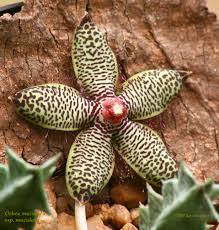 Image result for Orbea maculata