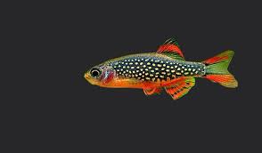 Rasbora Galaxy Len Za 1 Ihned K Odberu Betta Aquarium Tropical Freshwater Fish Aquarium Fish