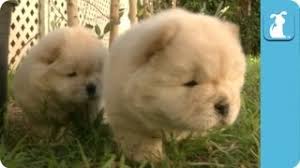 He is 3/4 chow 1/4 golden with mostly chow features and a golden personality. Golden Chow Dog Golden Retriever And Chow Chow Mix