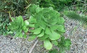 I fiori a forma di trombetta allargata sono composti da 6 tepali: Aeonium Arboreum Fiore E Cura Idee Green