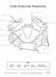 Crab Anatomy Worksheet Education Com Anatomy Homeschool Science Science Lessons