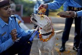 There Is A Festival In Nepal Every Year That Thanks Dogs For Being Our Friends Dog Memes Dogs Nepal