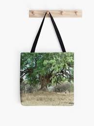 Image result for Xanthocercis zambesiaca