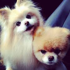 Omg It S Boo I Want Him So Bad Animals Cute Animals Cute Dogs And Puppies