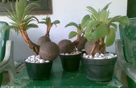Proses pembuatan bonsai memang memerlukan. Cara Mudah Membuat Bonsai Kelapa Bagi Pemula Faunadanflora Com