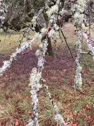 Ohsu is the state's only academic health center and offers a wide variety of services and programs. Parasite Or Fungus On The Branches Of My Fruit Trees How To Treat 542959 Ask Extension