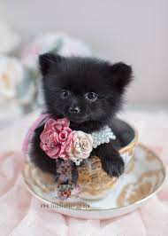 We are partnered exclusively with some of the best international show breeders in the world, specializing in the tiniest. Pomeranian Puppies And Pomeranians For Sale In South Florida Teacup Puppies Boutique