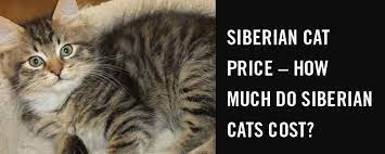 If this is your first time getting a cat or this cat breed, recognized siberian cat breeders will expertly answer all your questions and guide you in raising them. Siberian Cat Price How Much Do Siberian Cats Cost Siberian Cat World