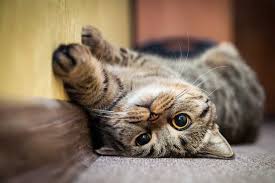 ‪Seizures in Cats | Small Door Veterinary‬‏