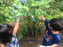 At age 20, she won the world champion blueberry packing competition: Sweet Blueberry Picking At Degrandchamp Farms In South Haven O The Places We Go