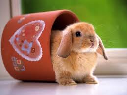The great collection of bunny wallpaper for desktop, laptop and mobiles. Bunnies Wallpapers Group 76