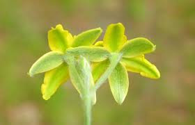 Image result for Hypoxis