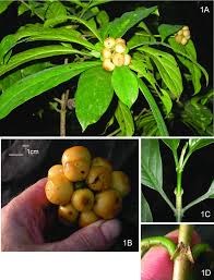 Image result for Gaertnera