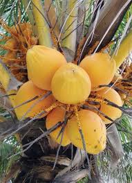 Air kelapa merupakan suatu cairan yang berada di dalam buah hijau muda. Minum Air Kelapa Gading Biar Hamil Mycutestangels