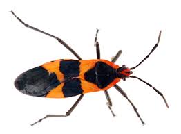 Milkweed Bug Genome Analysis Reveals Secrets Of Insect Diets Earth Com