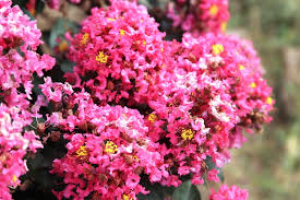 Dwarf crape myrtle makes an excellent bonsai due to its exquisite branch formation and the contrast of the red upon silver of the peeling bark. Crepe Myrtle Lagerstroemia Ornamental Trees Fleming S Nurseries
