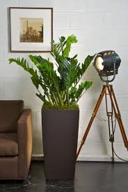 Mettre Des Plantes Dans Un Couloir Ou Une Piece Sombre Roselia Garden Plantes De Decor De Maison Pot De Fleur Design Pot Plante