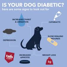How Do I Know If My Dog Has Diabetes The Inside Scoop
