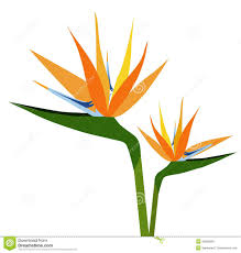 Birds Of Prey Flower Birds Of Paradise Flower Silhouette Vector Birds Of Paradise Flower Bird Silhouette Art Flower Art