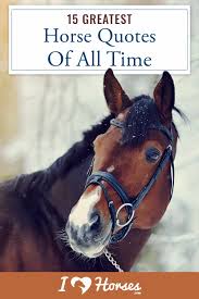 I made this for fun (couse i was. 15 Greatest Quotes About Horses Of All Time