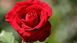 Maybe you would like to learn more about one of these? Detail Gambar 8000 Gambar Bunga Mawar Sedih Gratis Infobaru