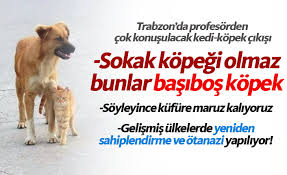 Trabzon Dan Dikkat Ceken Cikis Sokakta Kopek Olmaz Bunlar Basibos Kopek