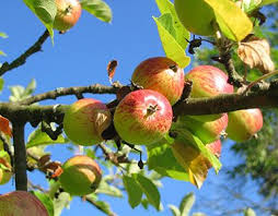 Fruit trees are best pruned in late winter, as pruning in early winter can affect winter hardiness. When Is The Best Time To Prune Fruit Trees Fruit Tree Pruning Guide