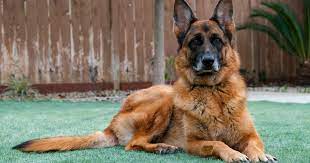 5 Reasons Why German Shepherds Are Some Of The Best Guard Dogs
