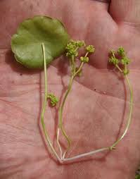 Image result for Hydrocotyle verticillata