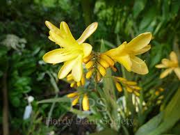 Image result for Romulea camerooniana