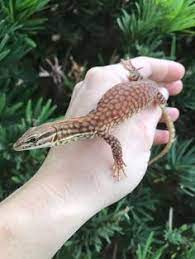 Buy Fantasy Exotic Pets Fantasyexotics - Profile Pinterest