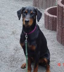 10 rottweiler dog breed mix you don't know about :tuc #rottweiler #dogbreeds #guarddog visit our new youtube channel 10 month old rotterman (rottweiler dobermann mix) playing, slomo. Dobermann Rottweiler Mischling Sheila Hundin Zuhause Gefunden Dobermann Nothilfe E V Happy Ends Archiv Von Zergportal De
